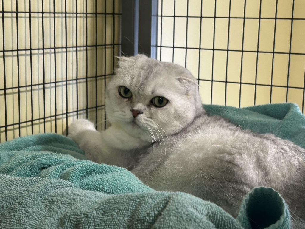 Olaf, a ADOPTABLE Scottish Fold in Kinnelon, NJ image 1/4