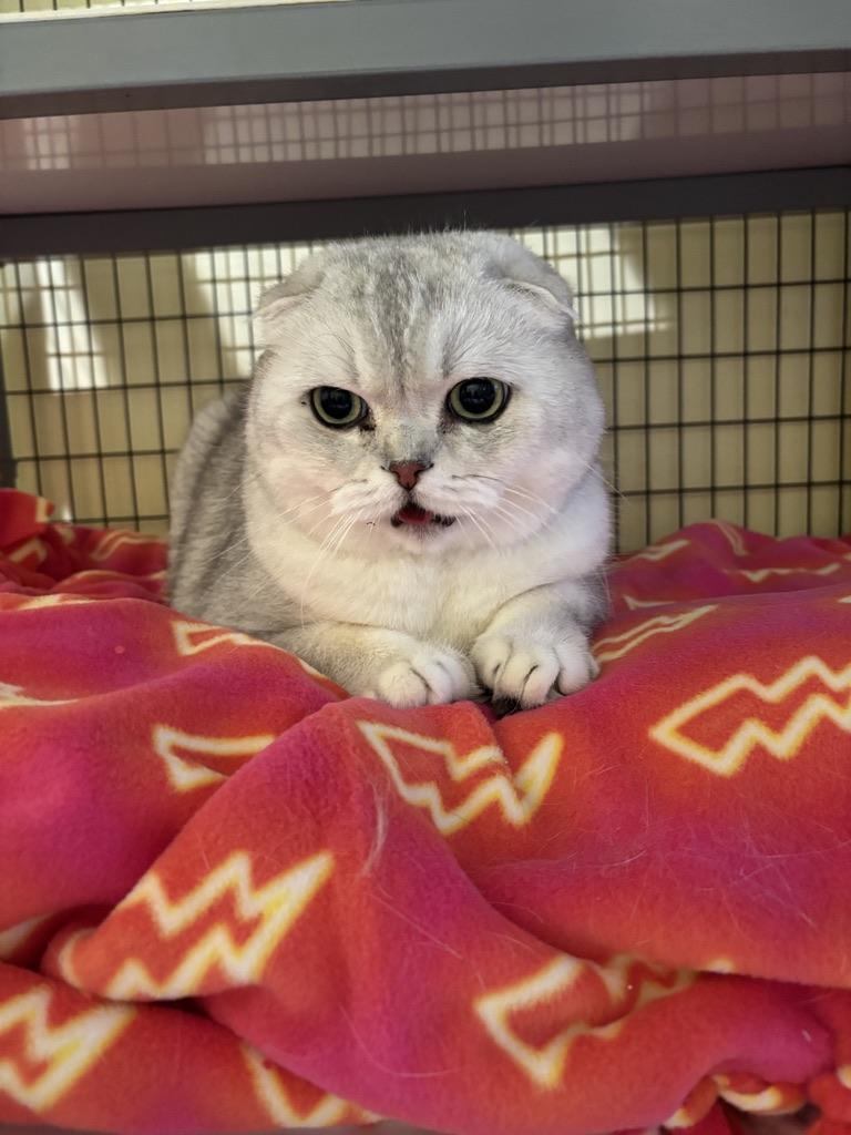 Olaf, a ADOPTABLE Scottish Fold in Kinnelon, NJ image 3/4