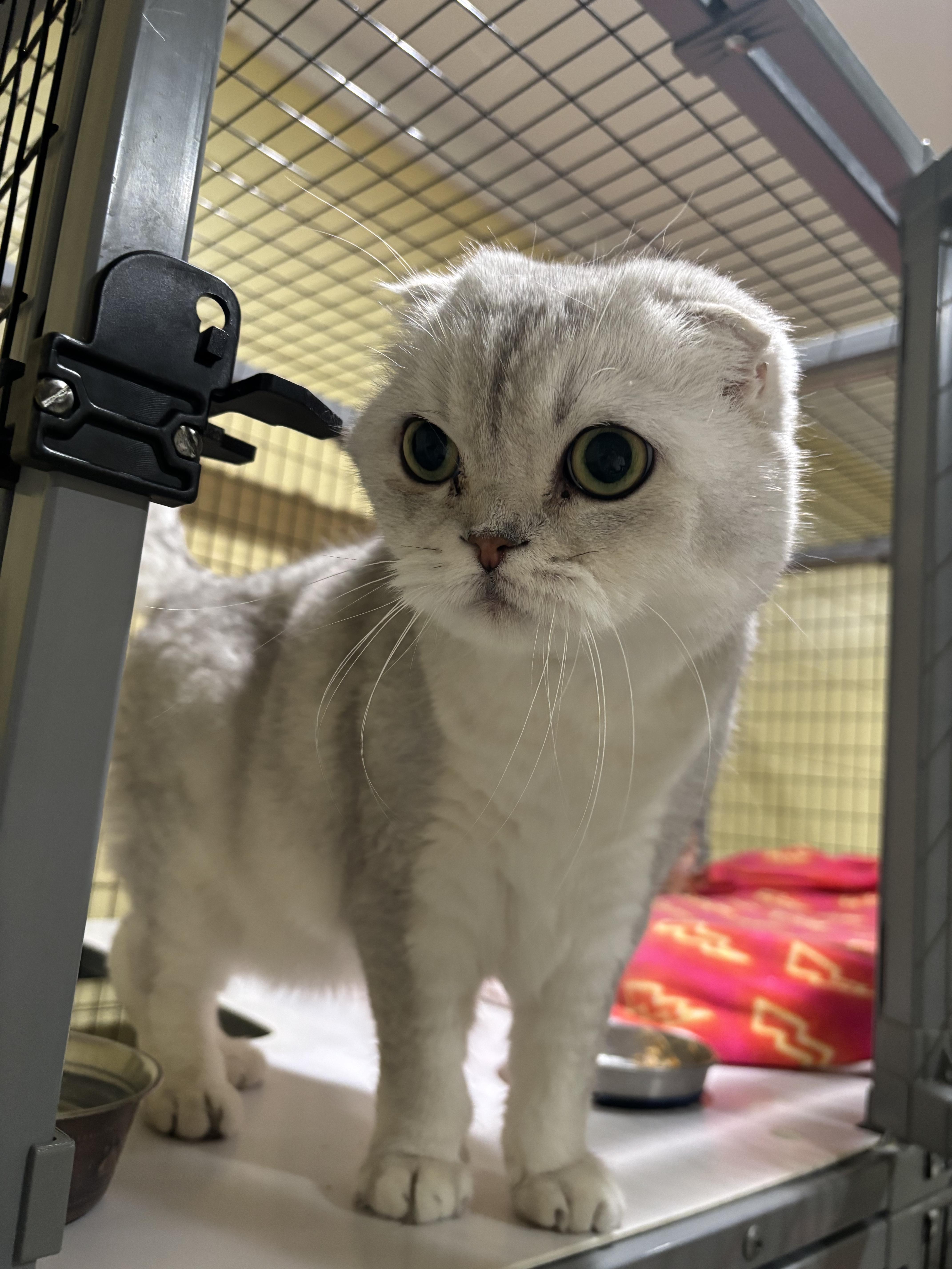 Olaf, a ADOPTABLE Scottish Fold in Kinnelon, NJ image 2/4