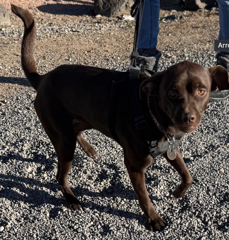 Enlarge Little Man, a ADOPTABLE mixed breed in Buena Vista, CO image 2/4