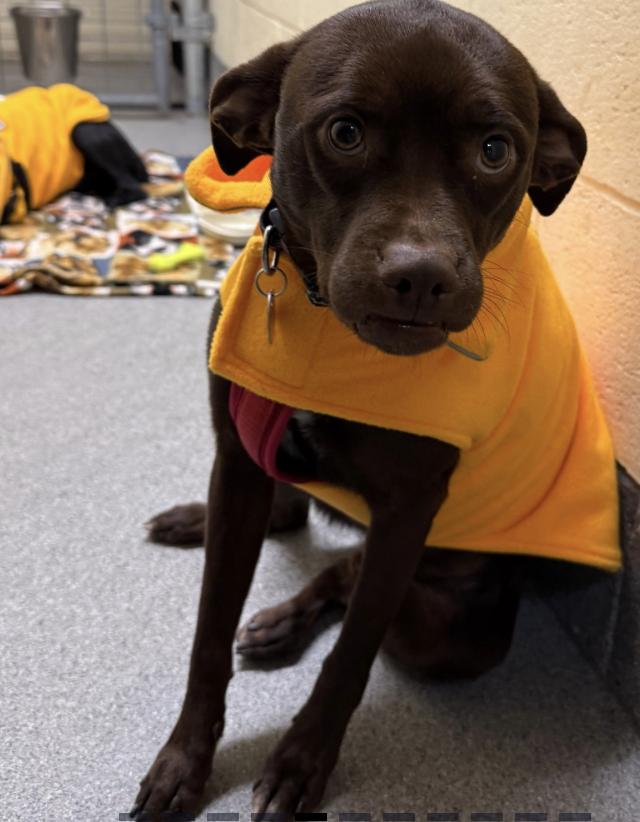 Enlarge Little Man, a ADOPTABLE mixed breed in Buena Vista, CO image 4/4