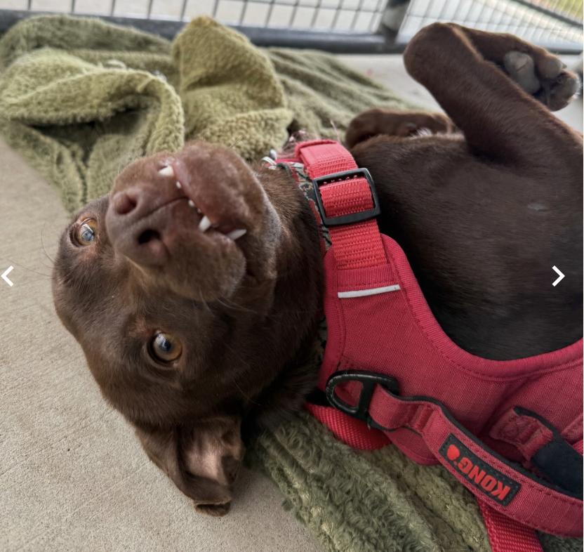 Enlarge Little Man, a ADOPTABLE mixed breed in Buena Vista, CO image 3/4