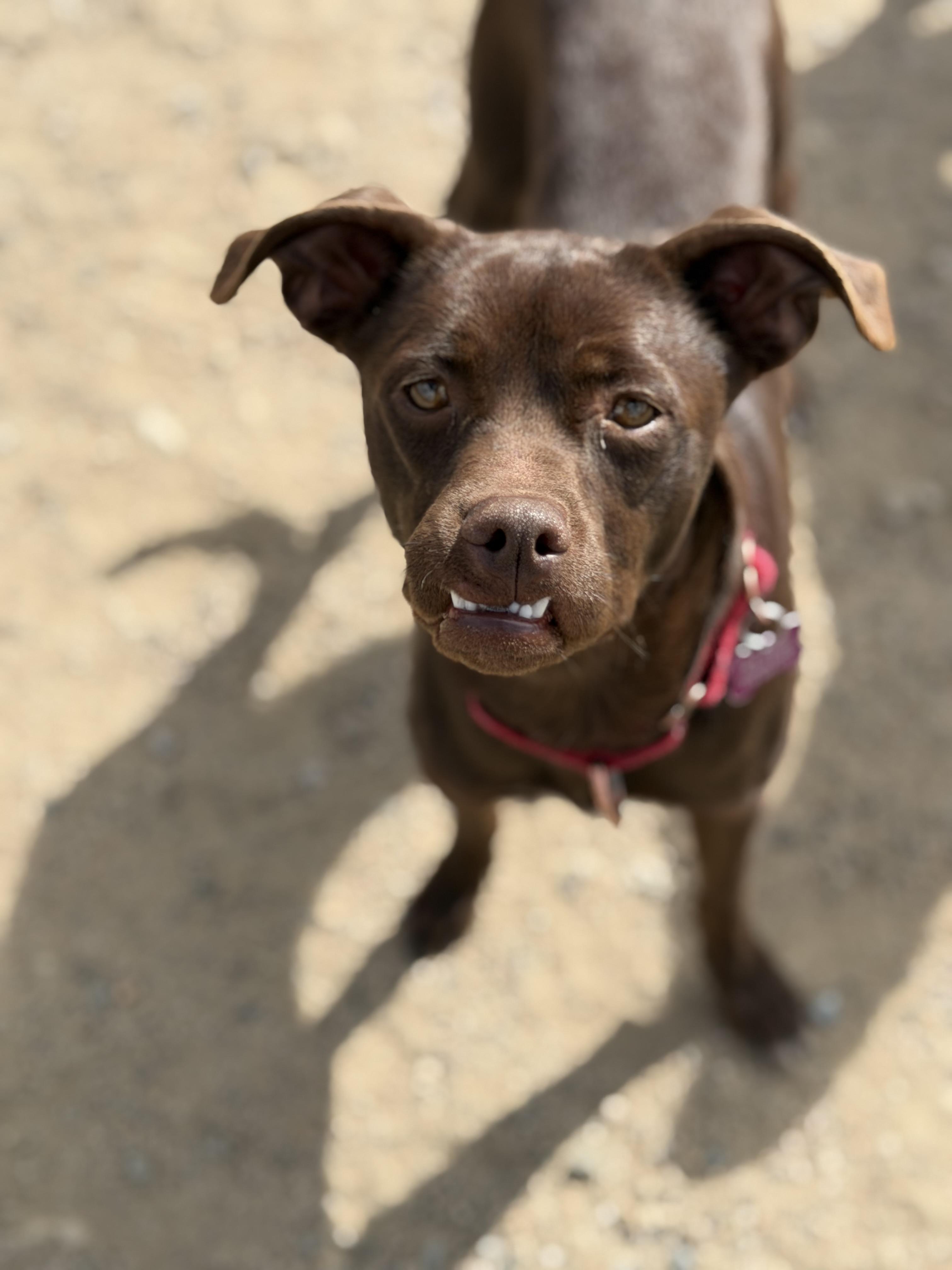 Little Man, ADOPTABLE, Young Male Mixed Breed.