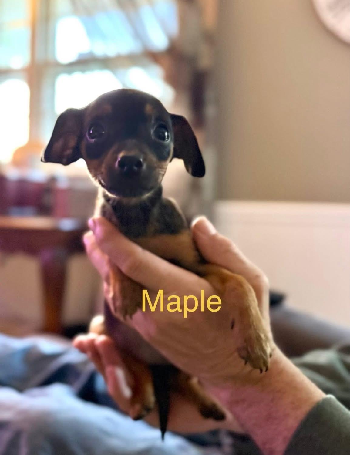 Enlarge Maple, an adopted Chihuahua in Woodbury, NJ image 2/2