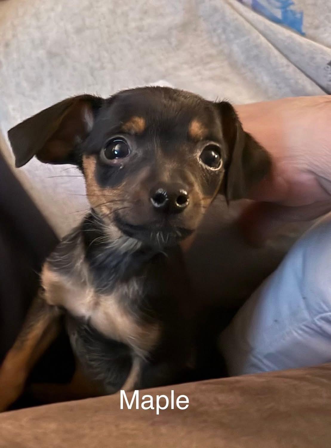 Enlarge Maple, an adopted Chihuahua in Woodbury, NJ image 1/2