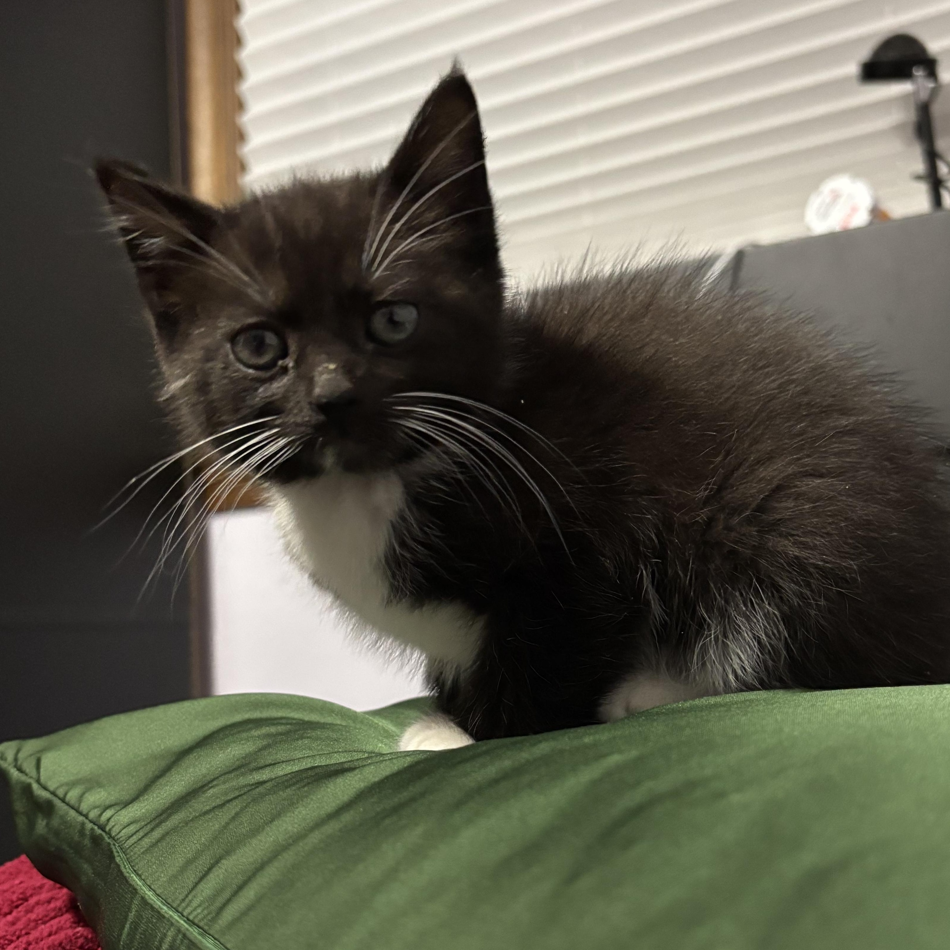 Deidre, a Adoptable Domestic Short Hair in Minneapolis, MN image 4/4