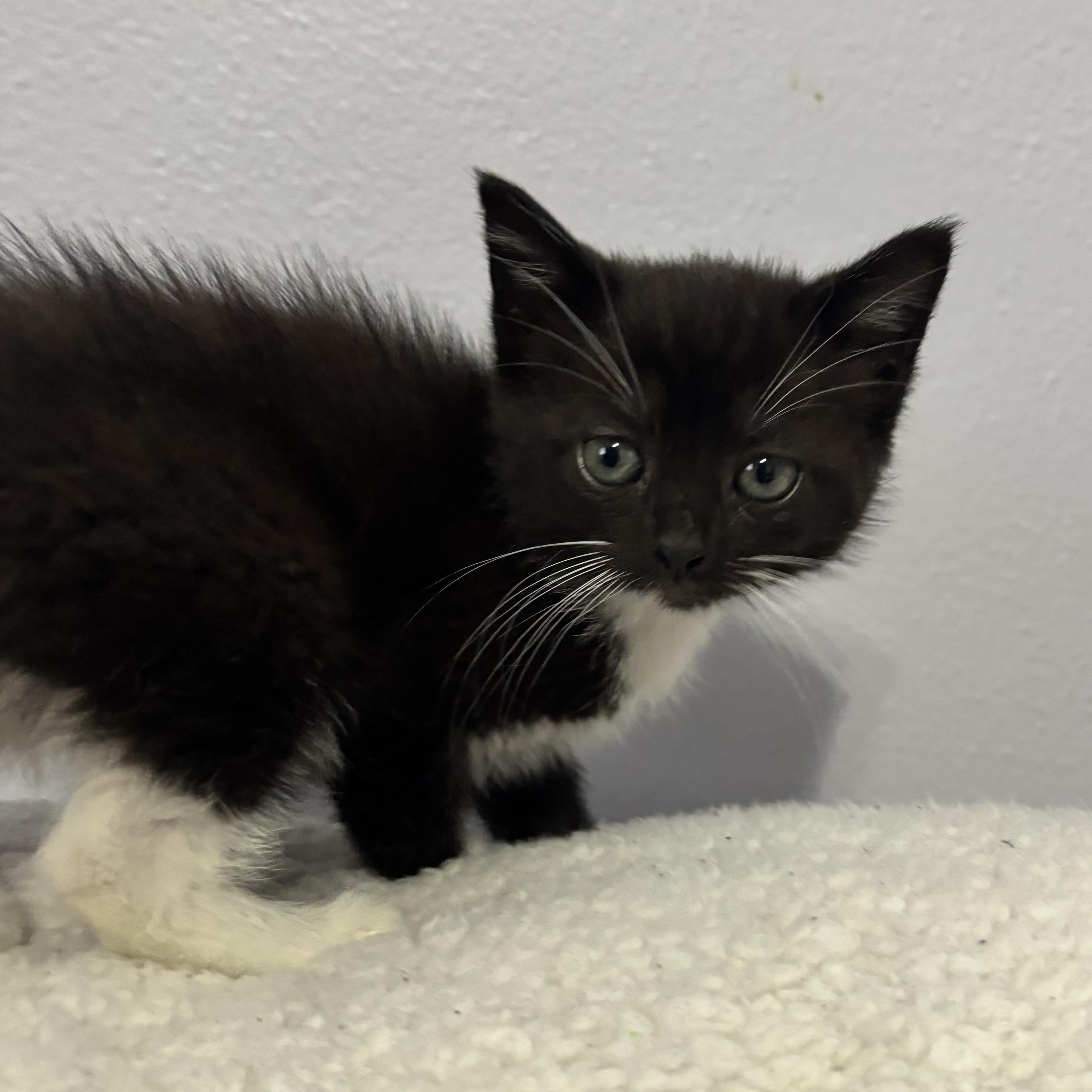 Deidre, a Adoptable Domestic Short Hair in Minneapolis, MN image 2/4