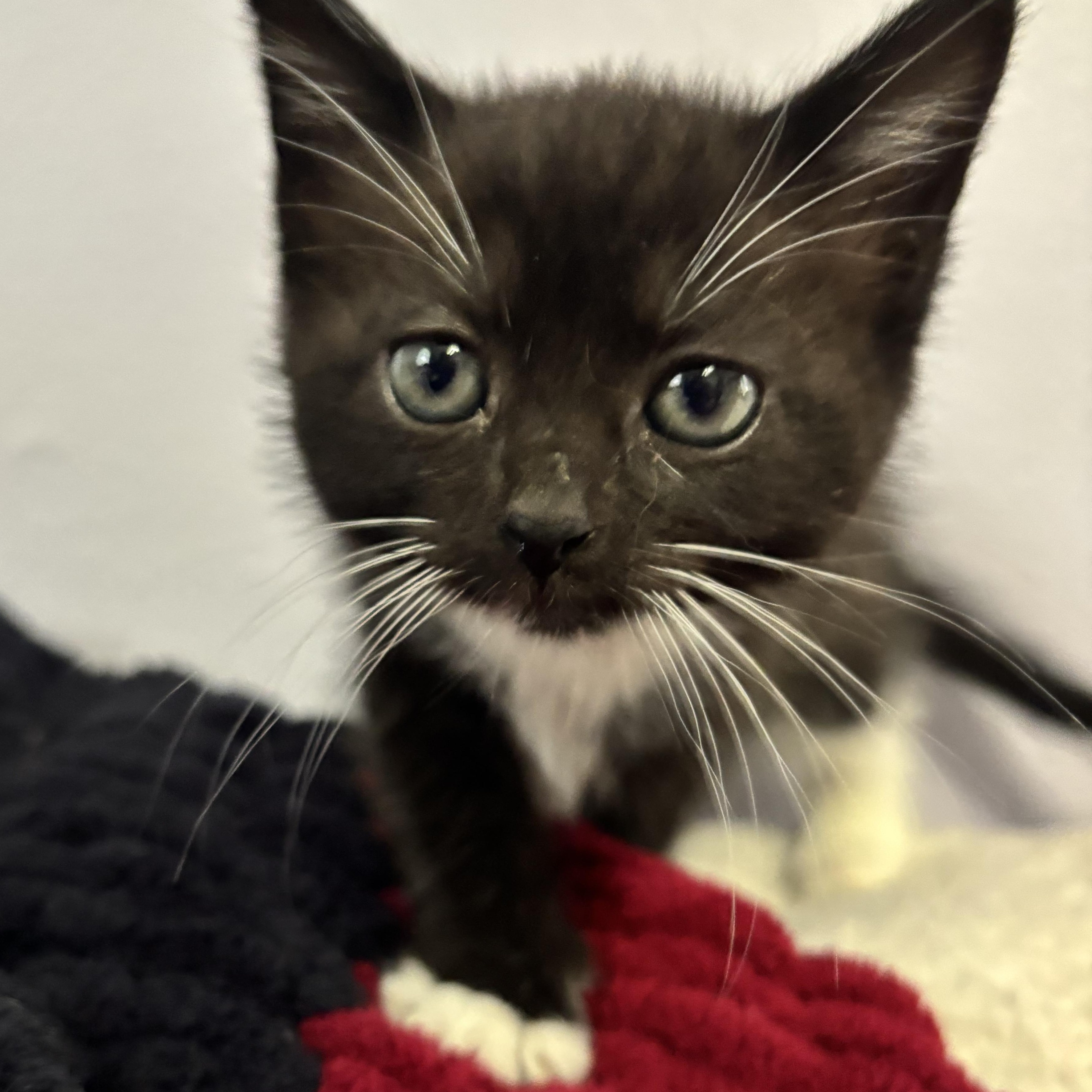 Deidre, a Adoptable Domestic Short Hair in Minneapolis, MN image 1/4