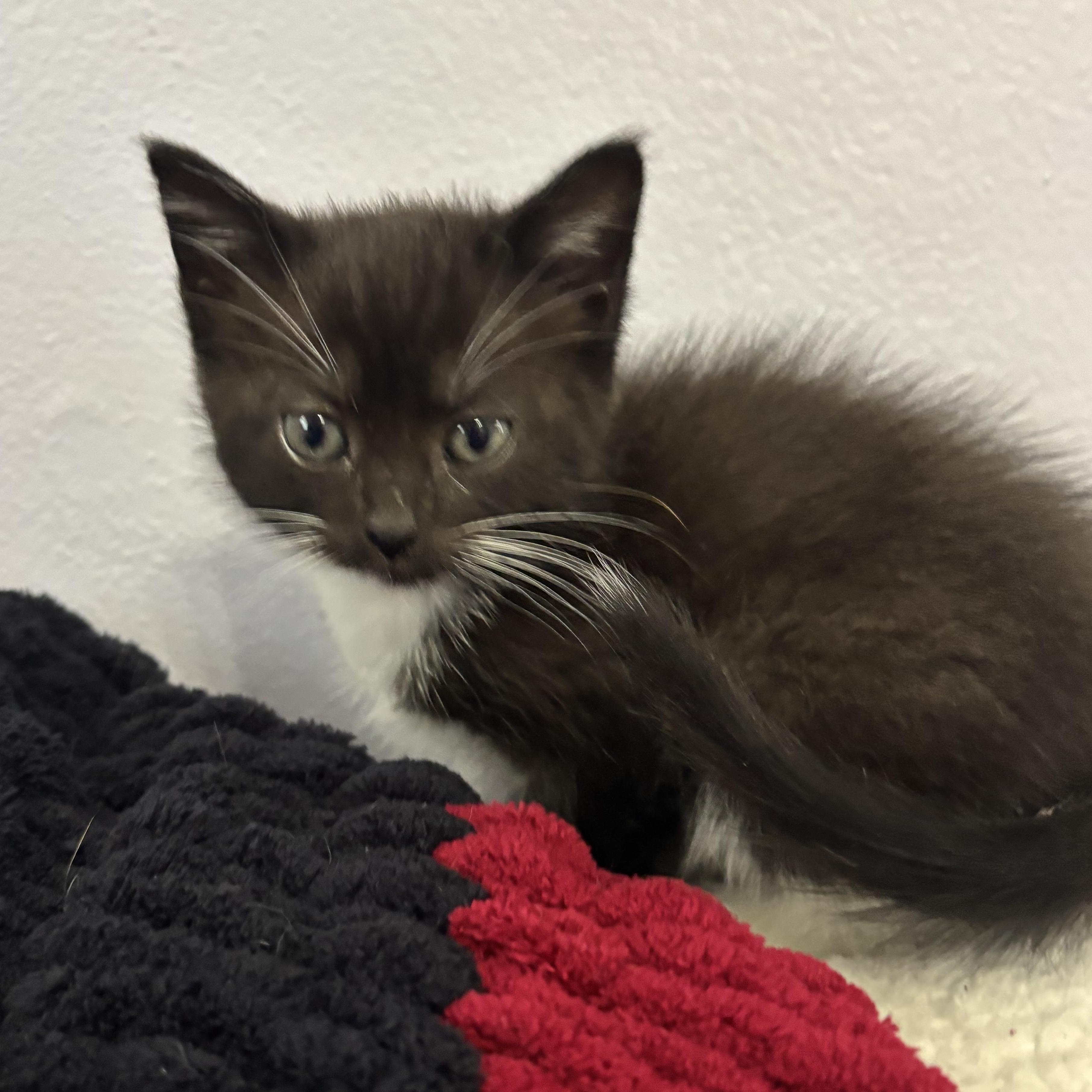 Deidre, a Adoptable Domestic Short Hair in Minneapolis, MN image 3/4