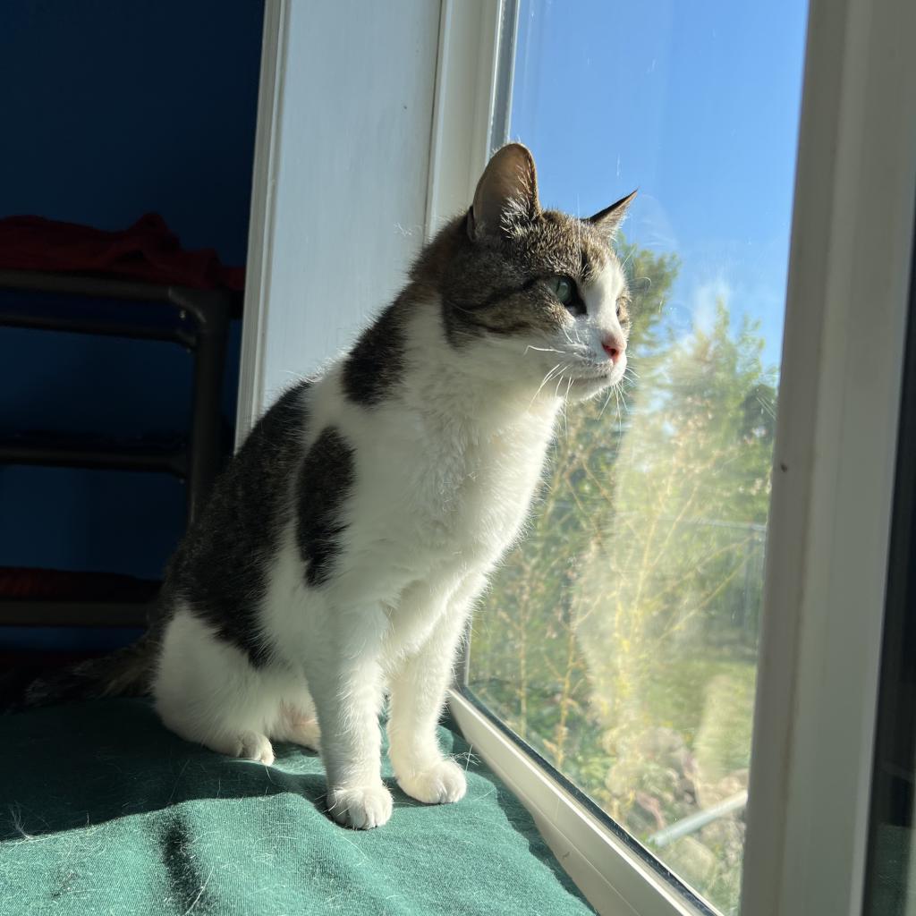 Enlarge Noodles, a Adoptable Domestic Short Hair in Milford, IA image 2/6