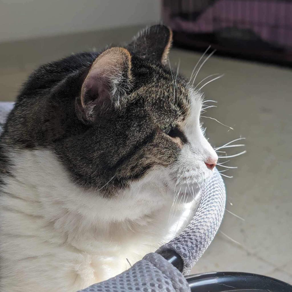 Enlarge Noodles, a Adoptable Domestic Short Hair in Milford, IA image 6/6