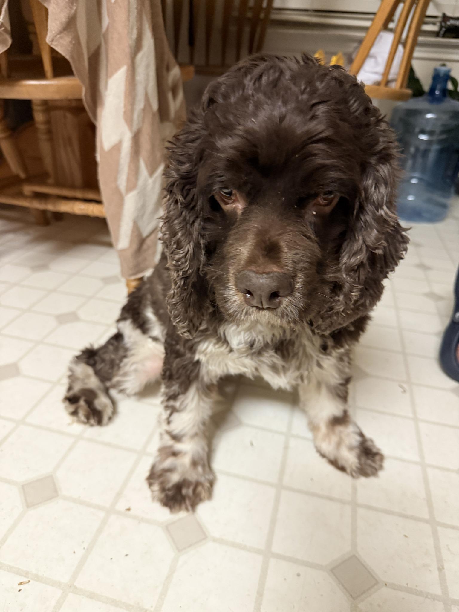 Arlo, a Adoptable Cocker Spaniel in Austin, TX image 1/5