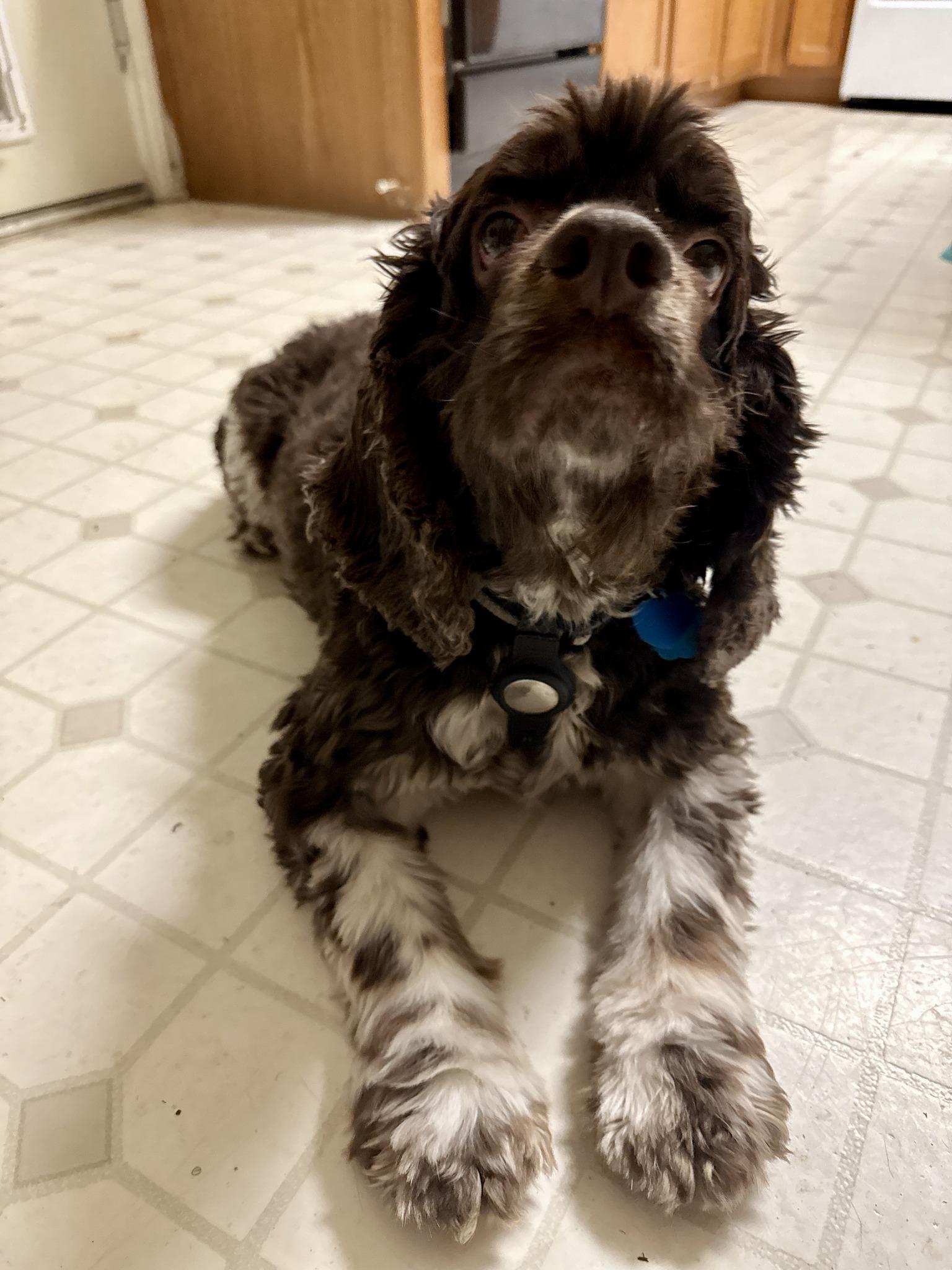 Arlo, a Adoptable Cocker Spaniel in Austin, TX image 3/5