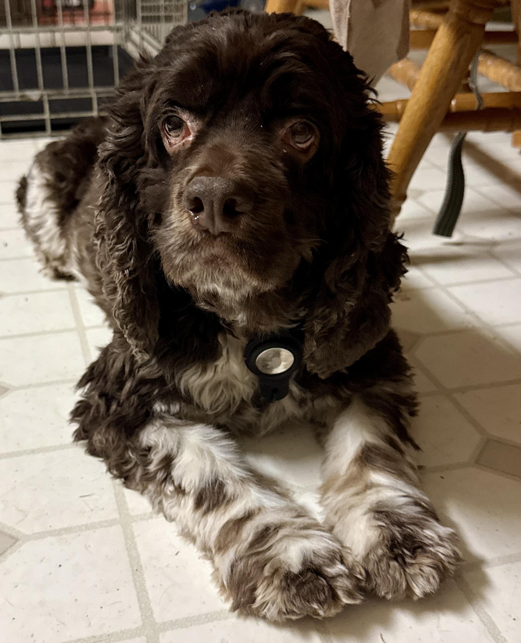 Arlo, a Adoptable Cocker Spaniel in Austin, TX image 4/5