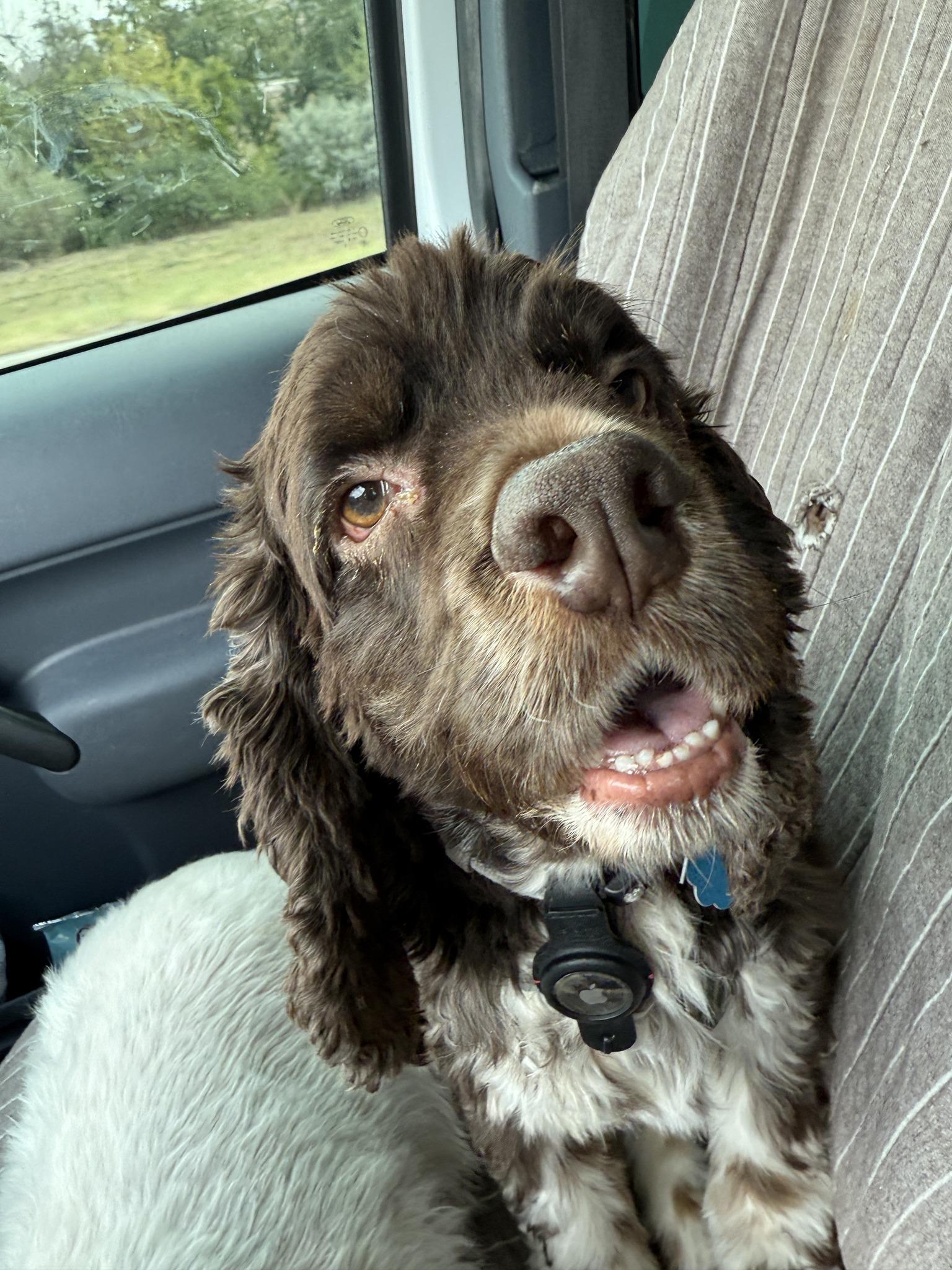 Arlo, Adoptable, Adult Male Cocker Spaniel.