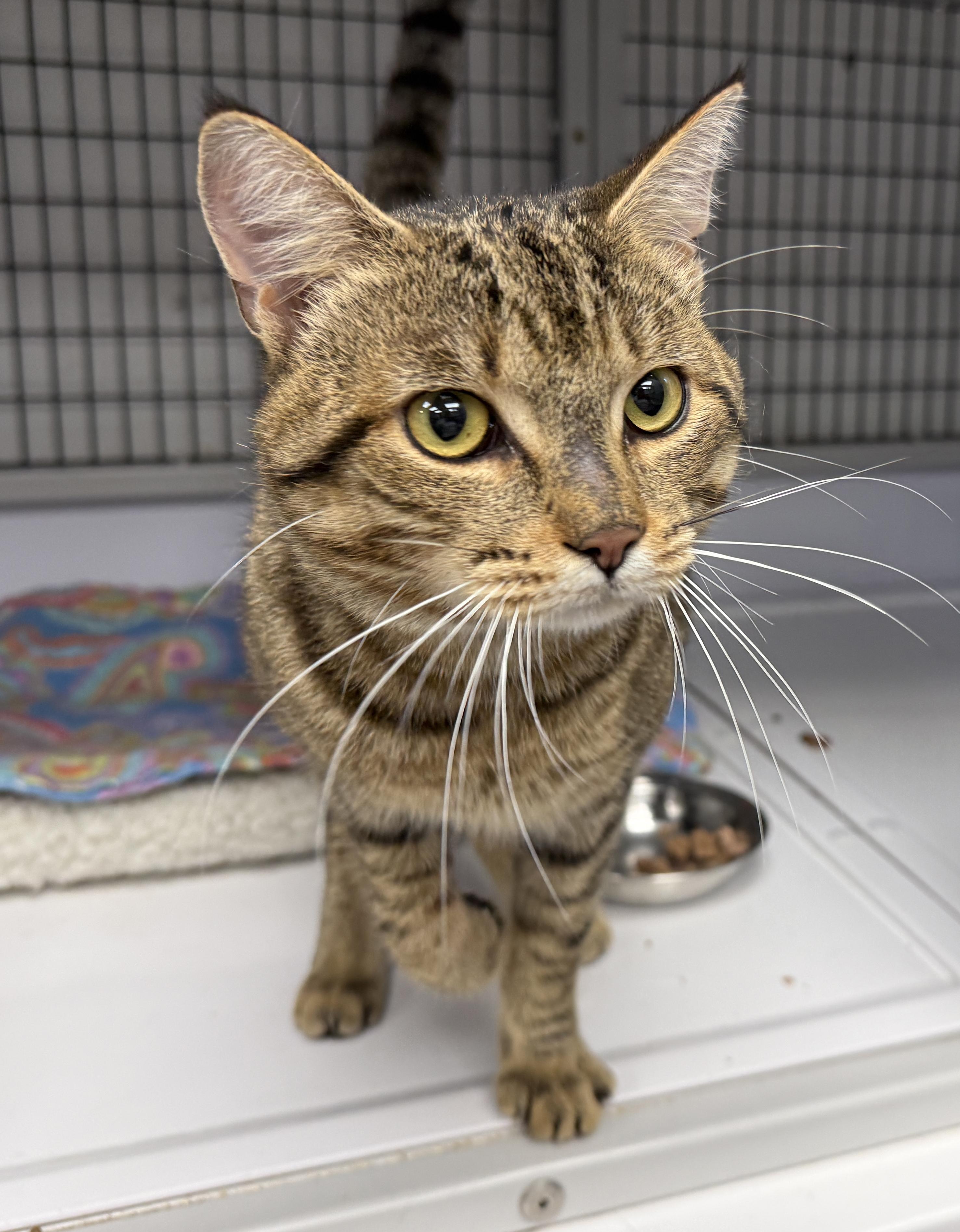 Enlarge LOCAL CAT, Hamilton, a Adoptable mixed breed in Clayville, RI image 4/6