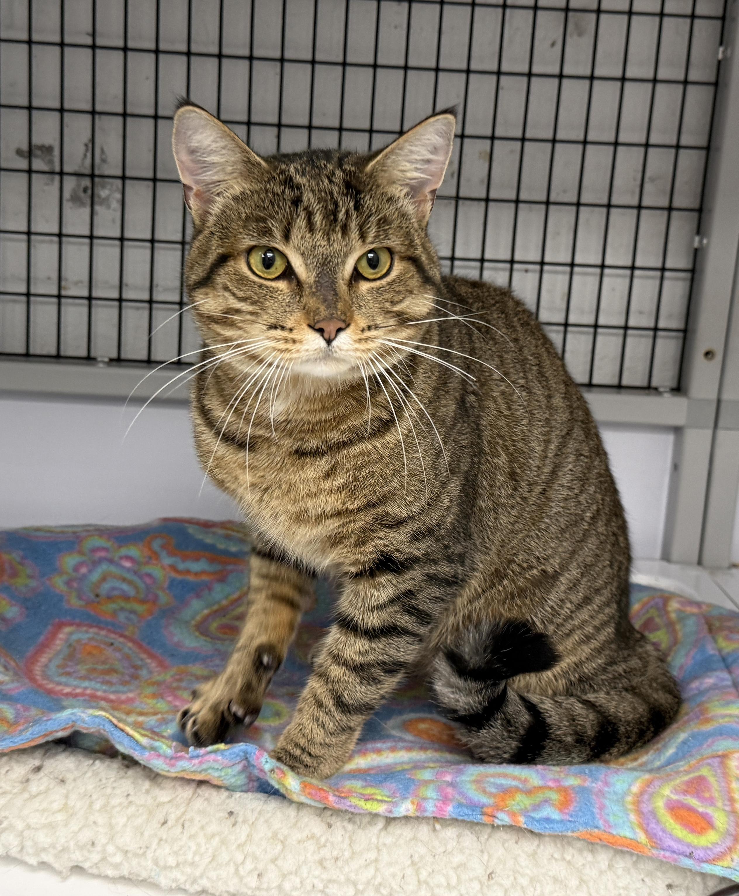 Enlarge LOCAL CAT, Hamilton, a Adoptable mixed breed in Clayville, RI image 6/6