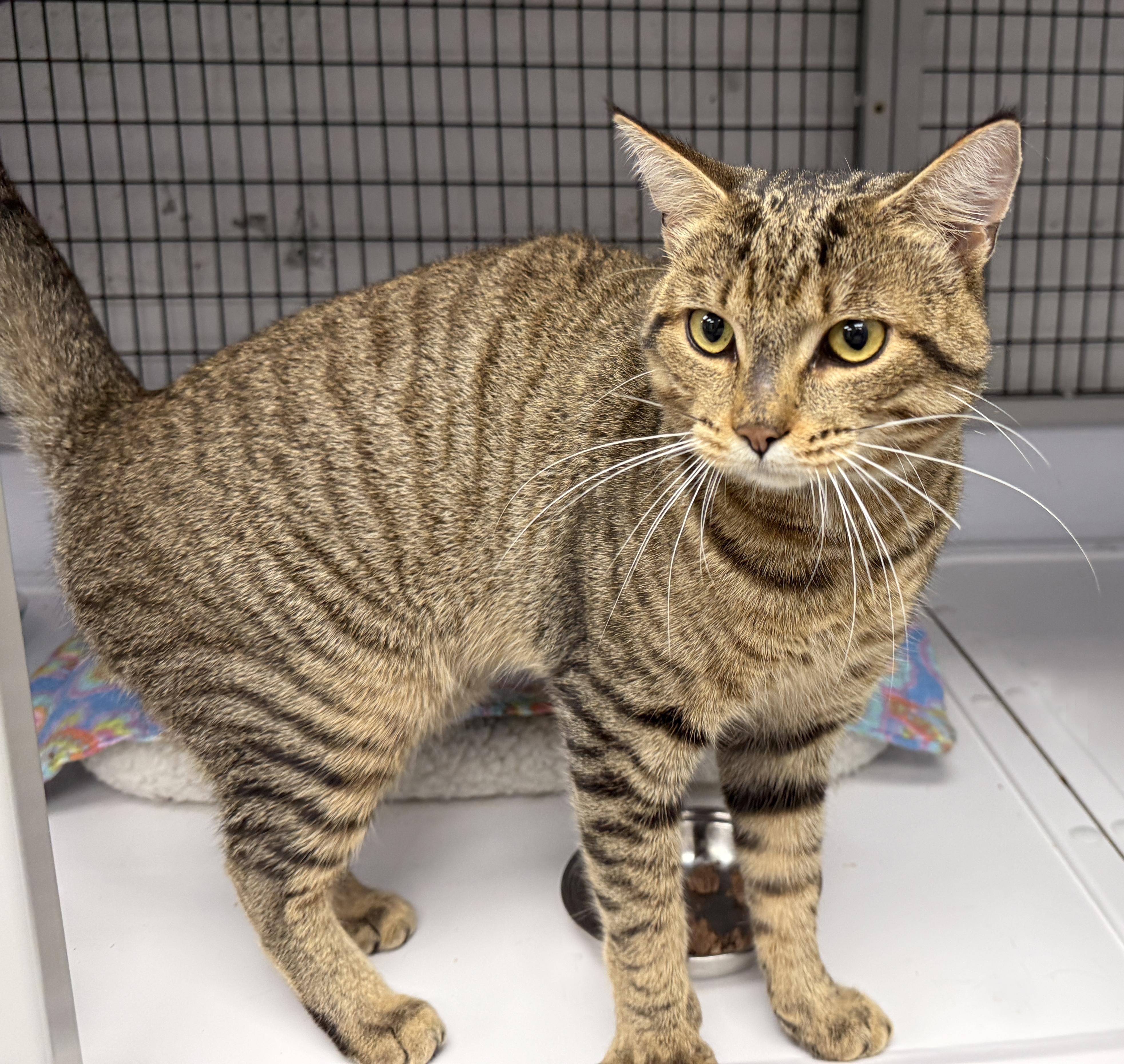 Enlarge LOCAL CAT, Hamilton, a Adoptable mixed breed in Clayville, RI image 5/6