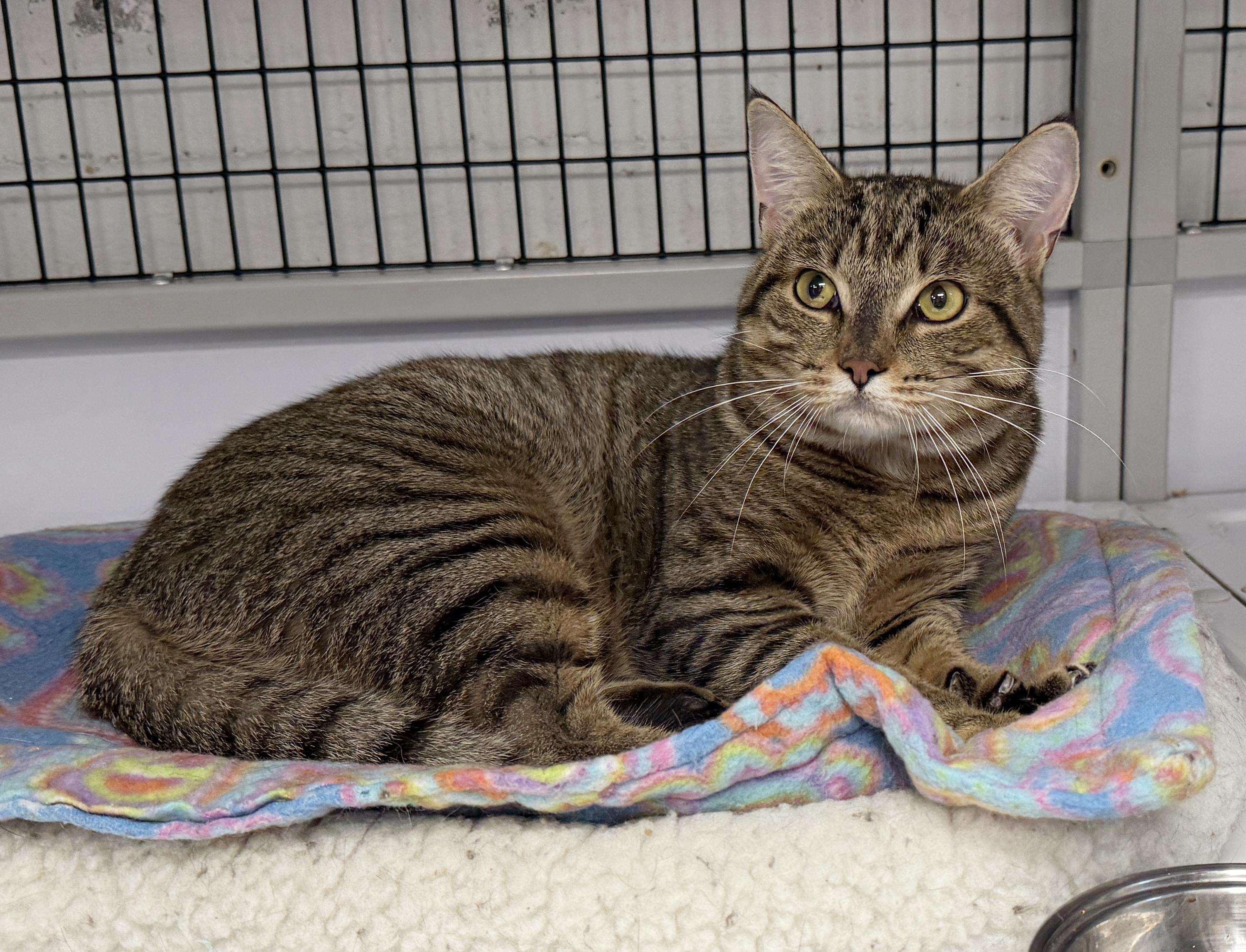 Enlarge LOCAL CAT, Hamilton, a Adoptable mixed breed in Clayville, RI image 3/6