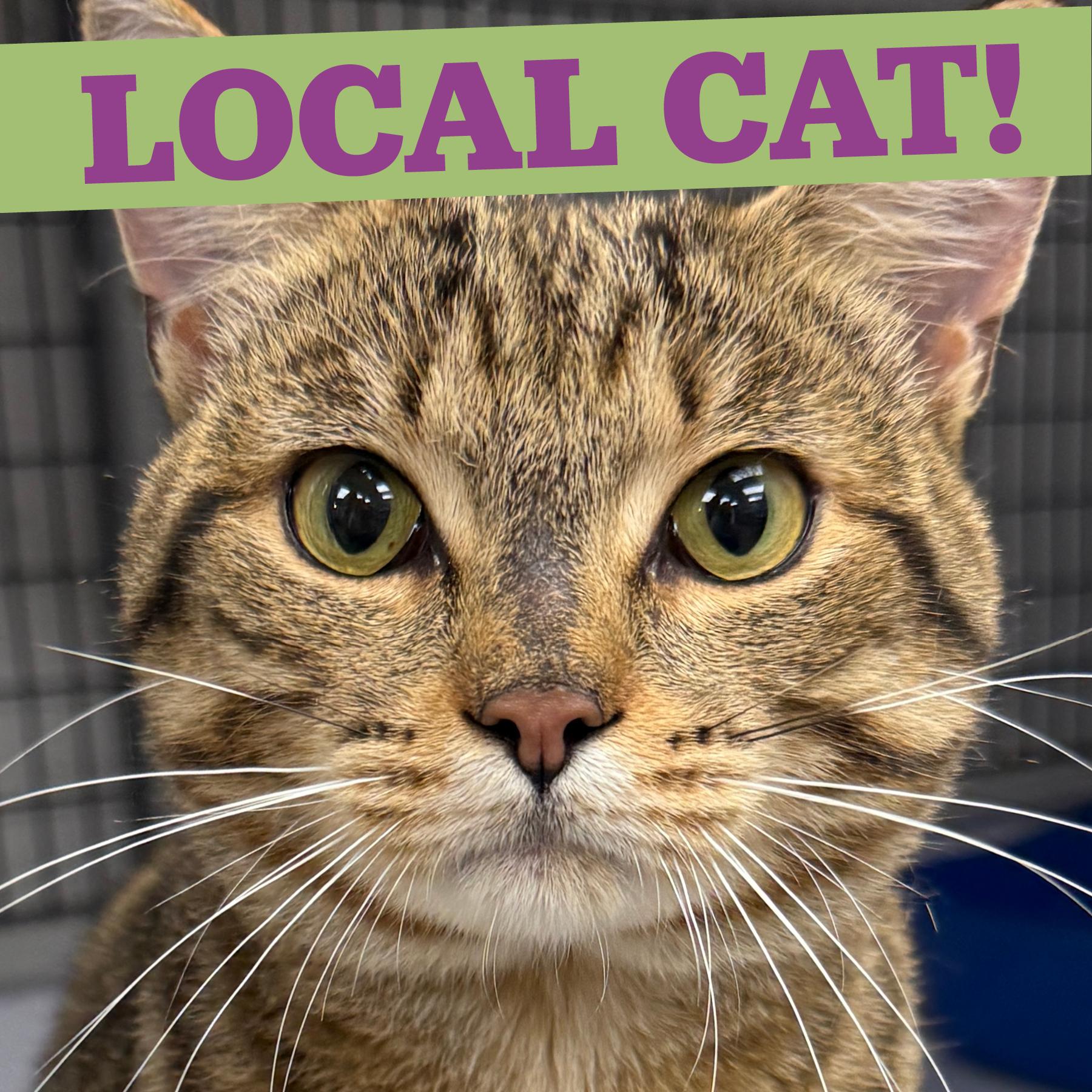 LOCAL CAT, Hamilton, Adoptable, Young Male Domestic Short Hair.