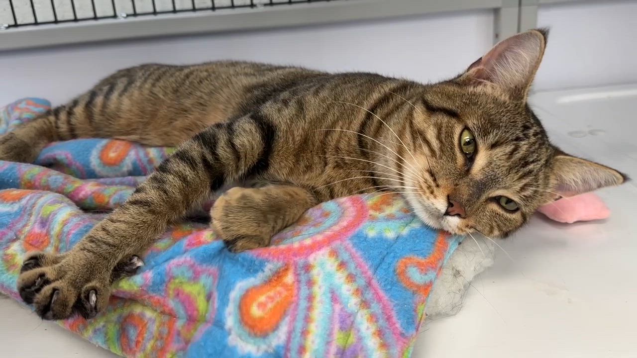Enlarge LOCAL CAT, Hamilton, a Adoptable mixed breed in Clayville, RI video 2/6