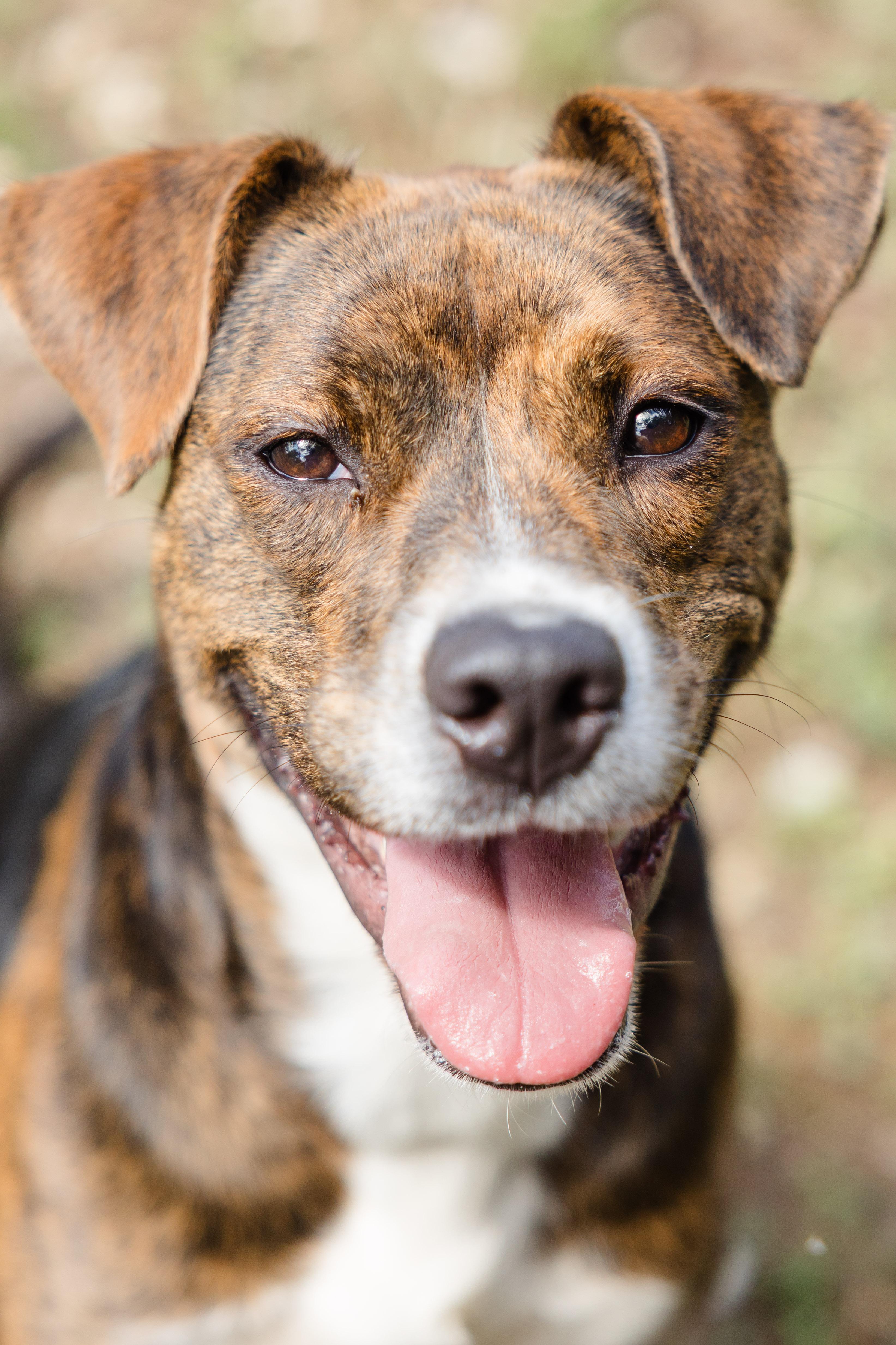 Enlarge Avocado, a Adoptable mixed breed in Newburgh, IN image 1/3