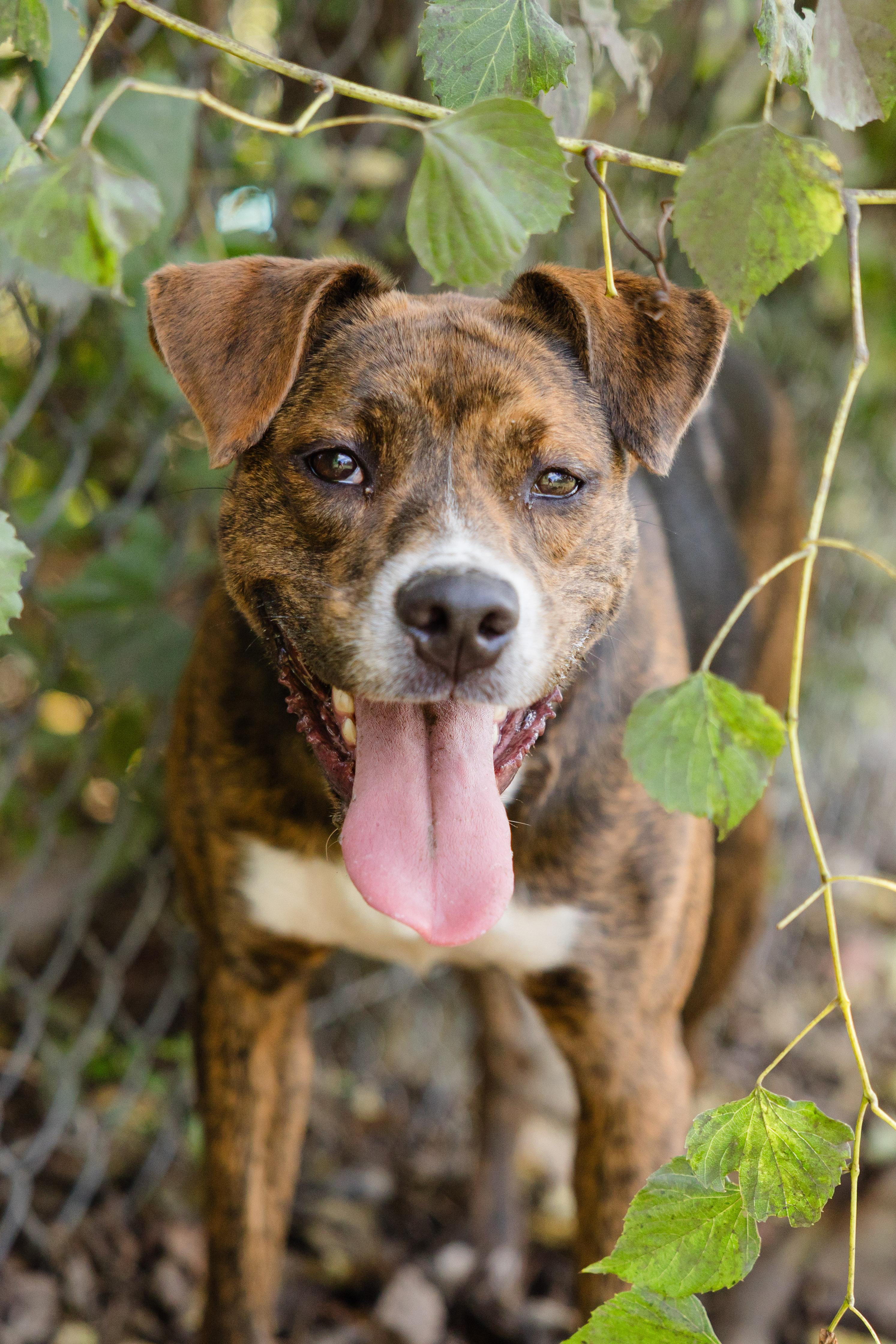 Enlarge Avocado, a Adoptable mixed breed in Newburgh, IN image 2/3