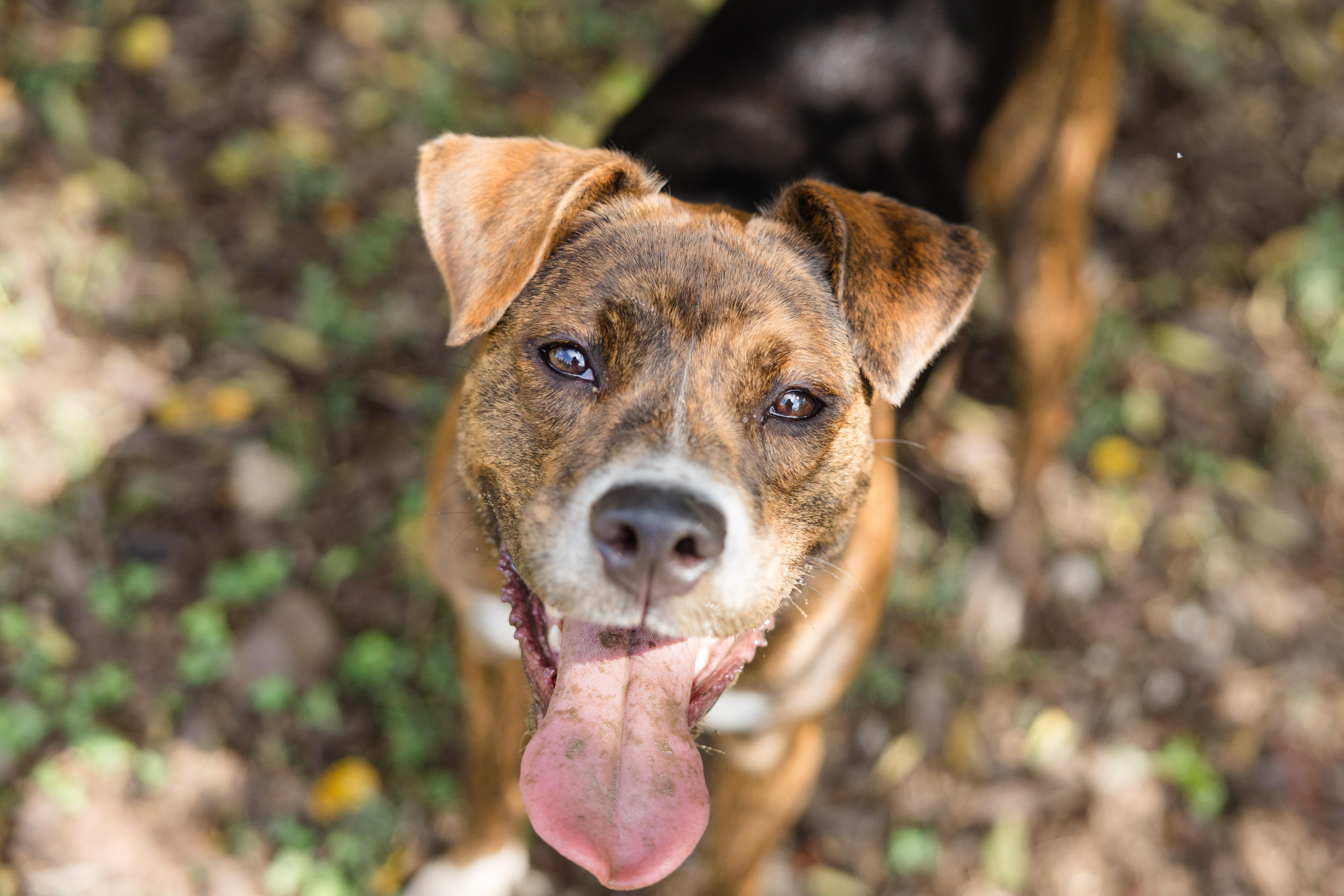 Enlarge Avocado, a Adoptable mixed breed in Newburgh, IN image 3/3