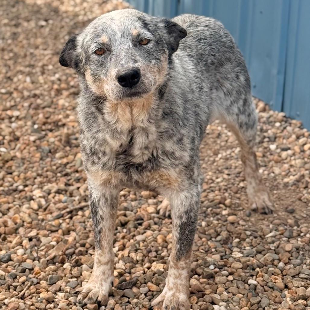 Rocky, Adoptable, Adult Male Australian Cattle Dog / Blue Heeler.