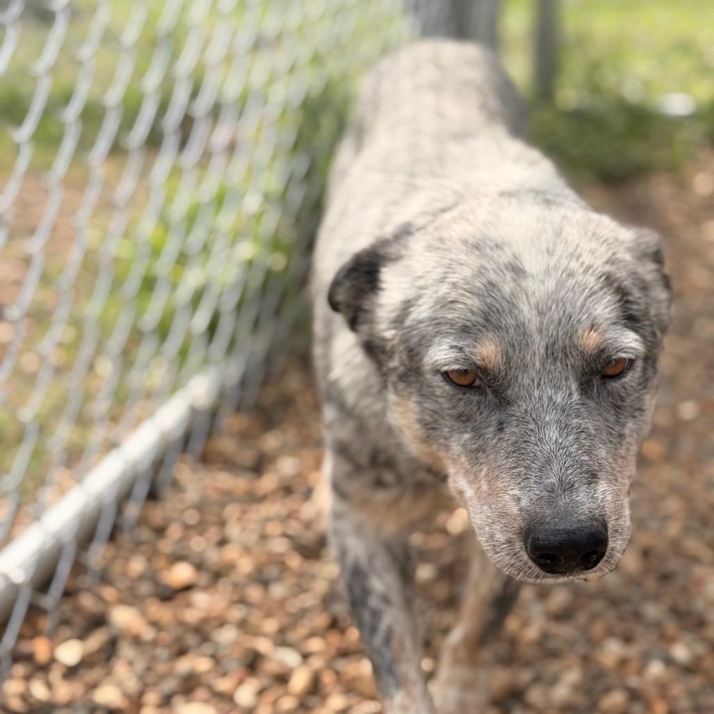 Enlarge Rocky, a Adoptable Australian Cattle Dog / Blue Heeler in Chariton, IA image 2/3