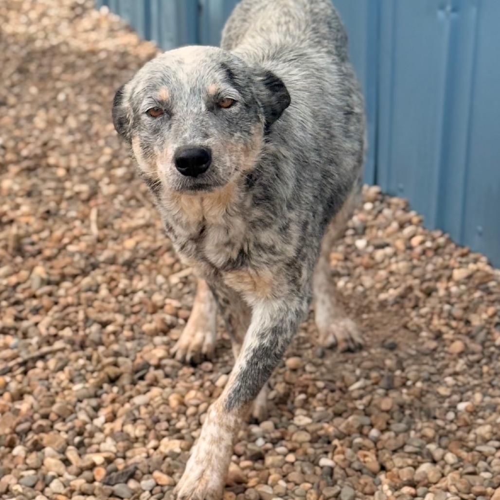 Enlarge Rocky, a Adoptable Australian Cattle Dog / Blue Heeler in Chariton, IA image 3/3