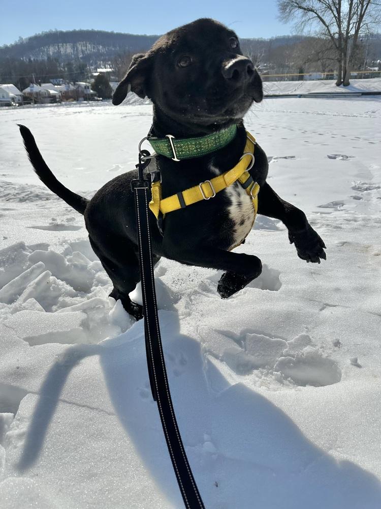 Shadow — thumbnail 3