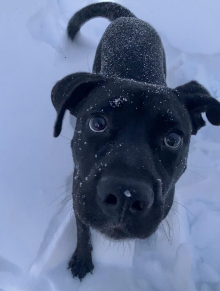 Shadow — thumbnail 4