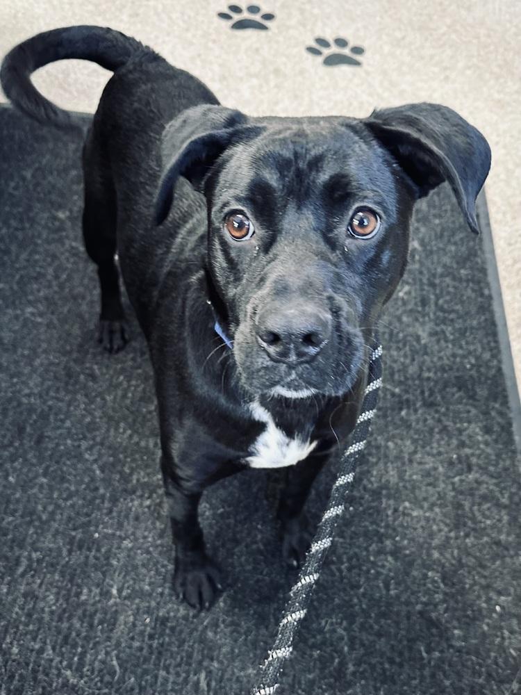 Shadow — thumbnail 5