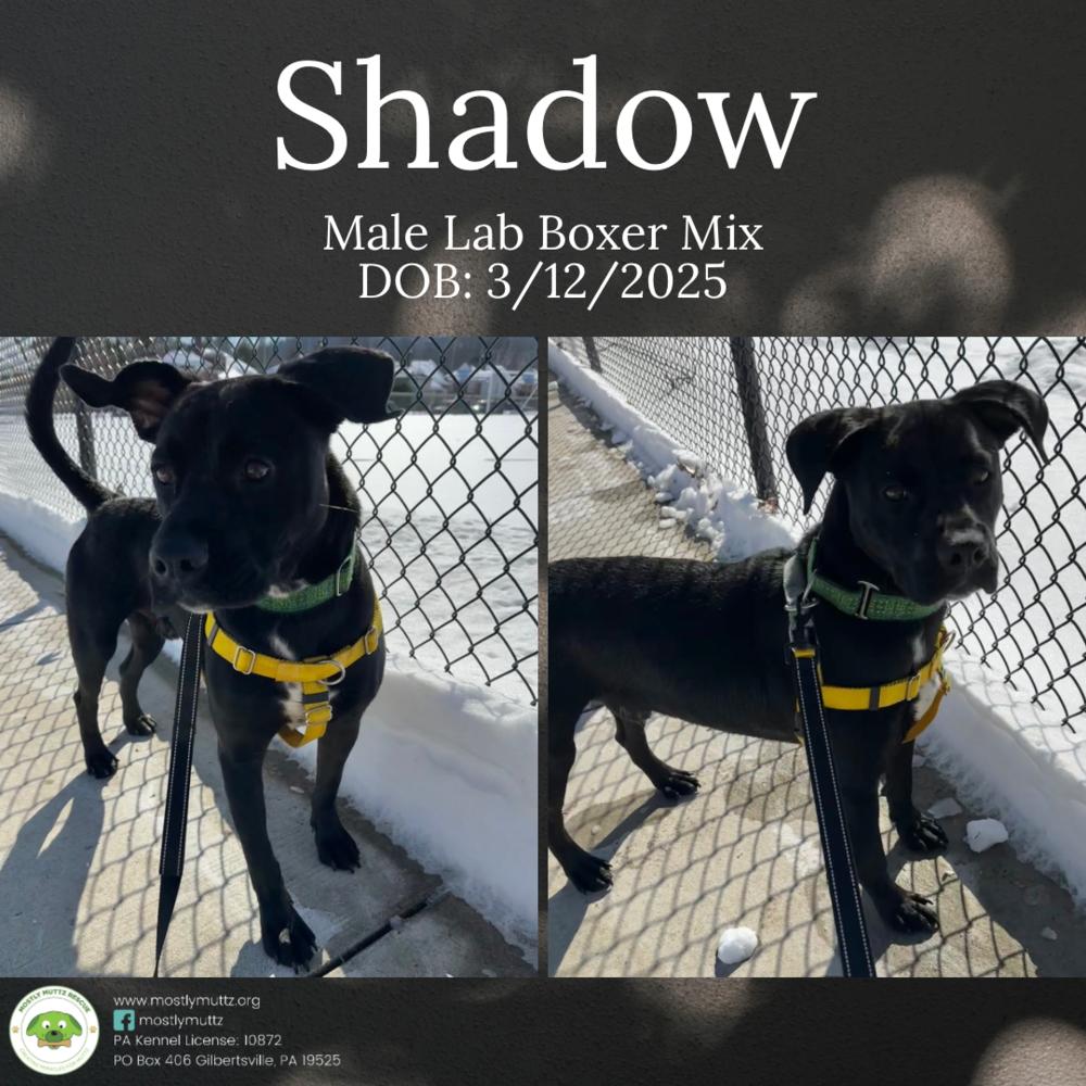 Shadow — thumbnail 6