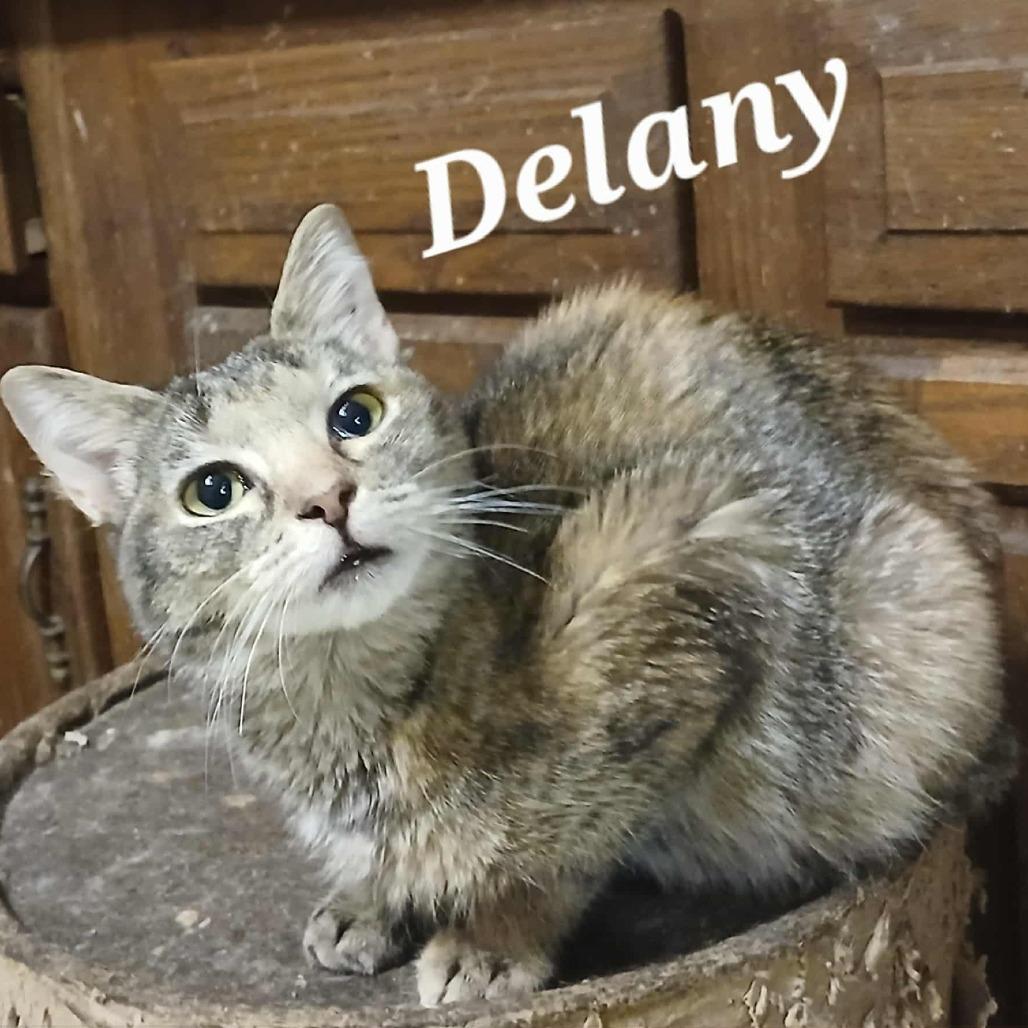 Delany, Adoptable, Young Female Domestic Short Hair.