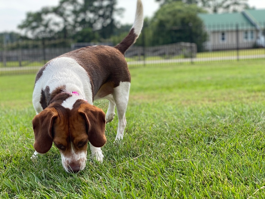 Maggie, Adopted, Adult Female Beagle.