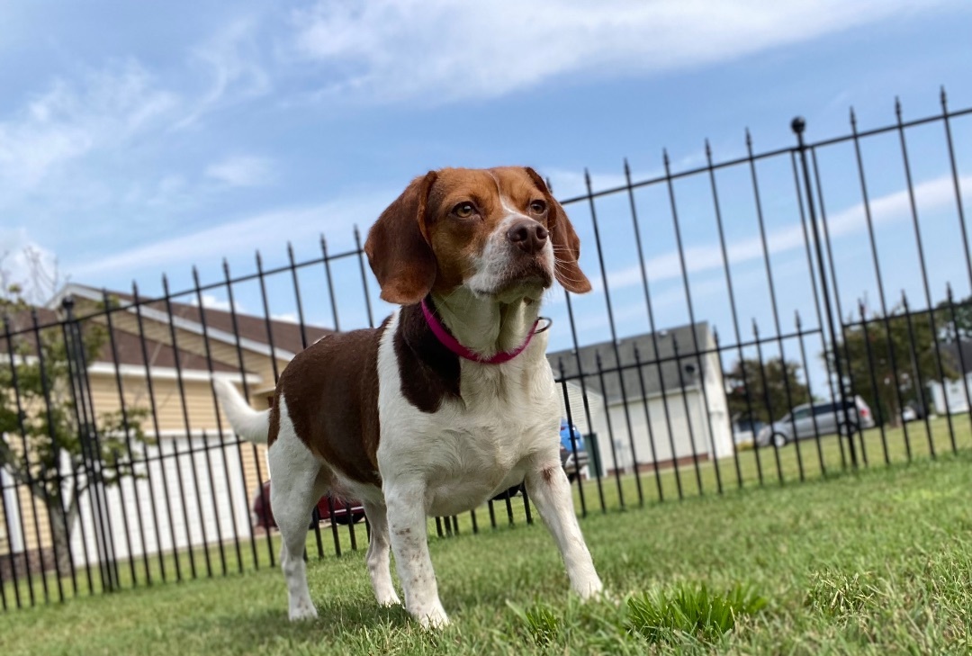 Enlarge Maggie, a Adopted Beagle in Grandy, NC image 2/3