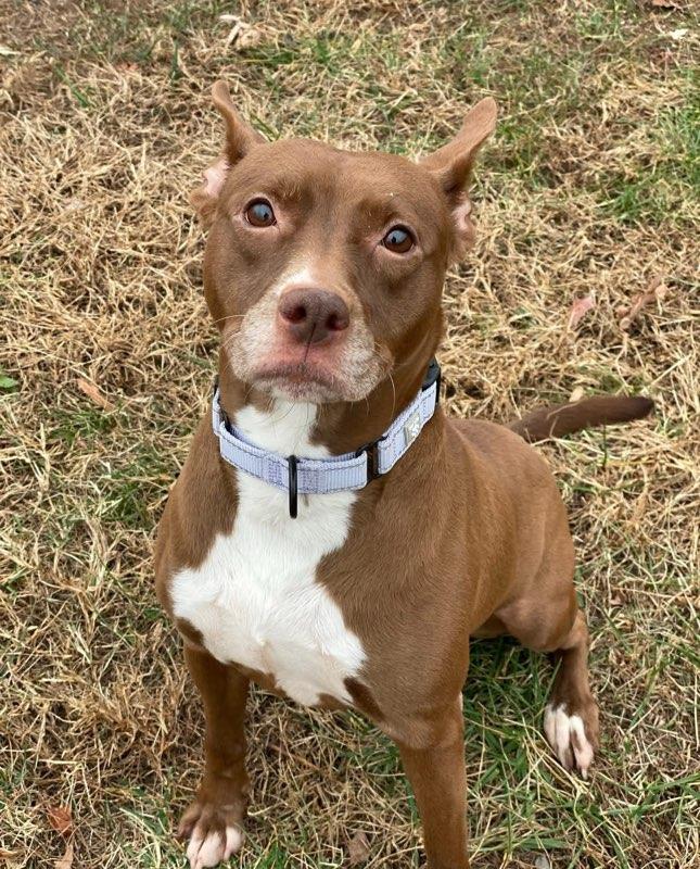 Diamond (ID 49033/3705)