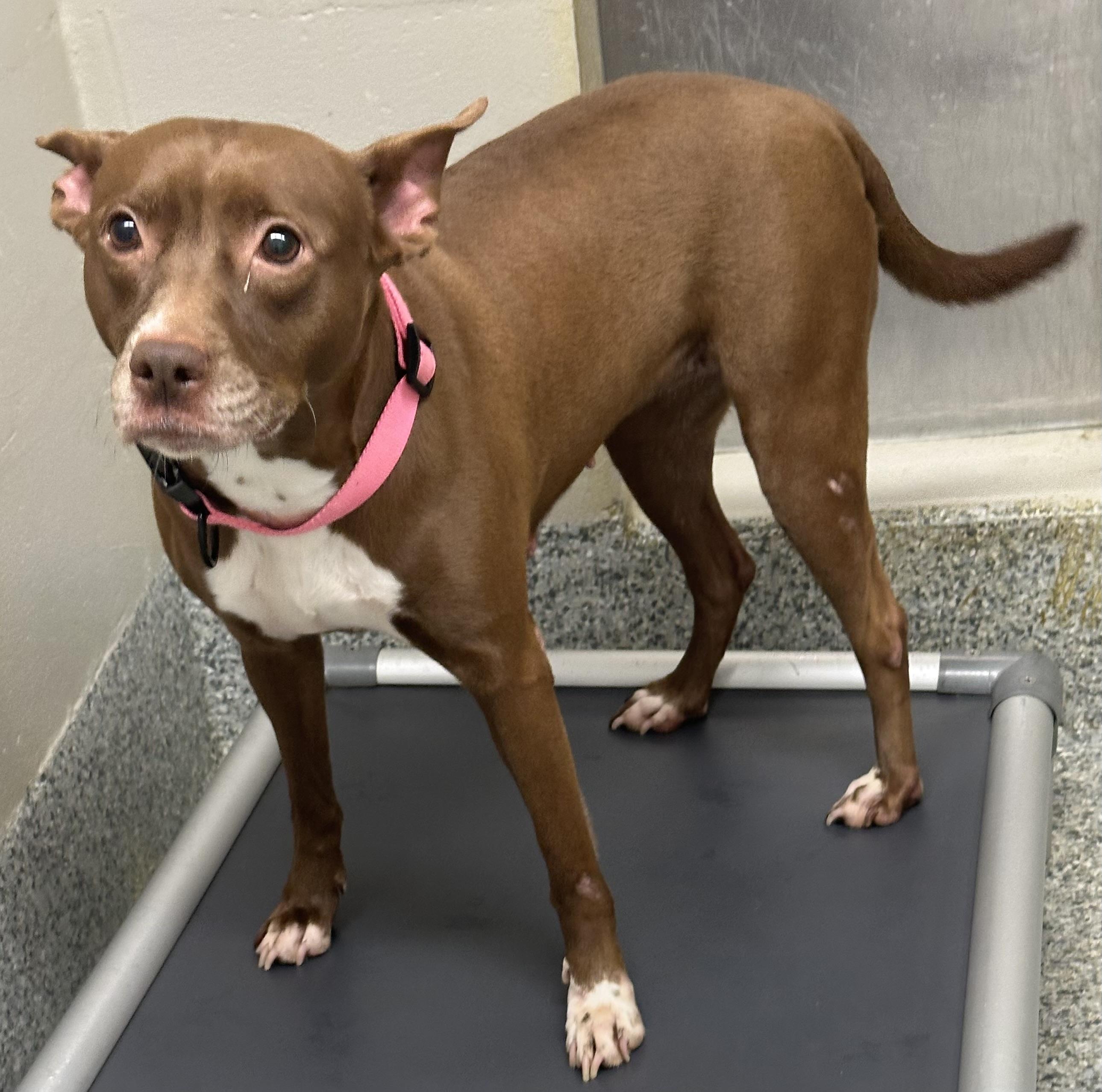 Diamond (ID 49033/3705)