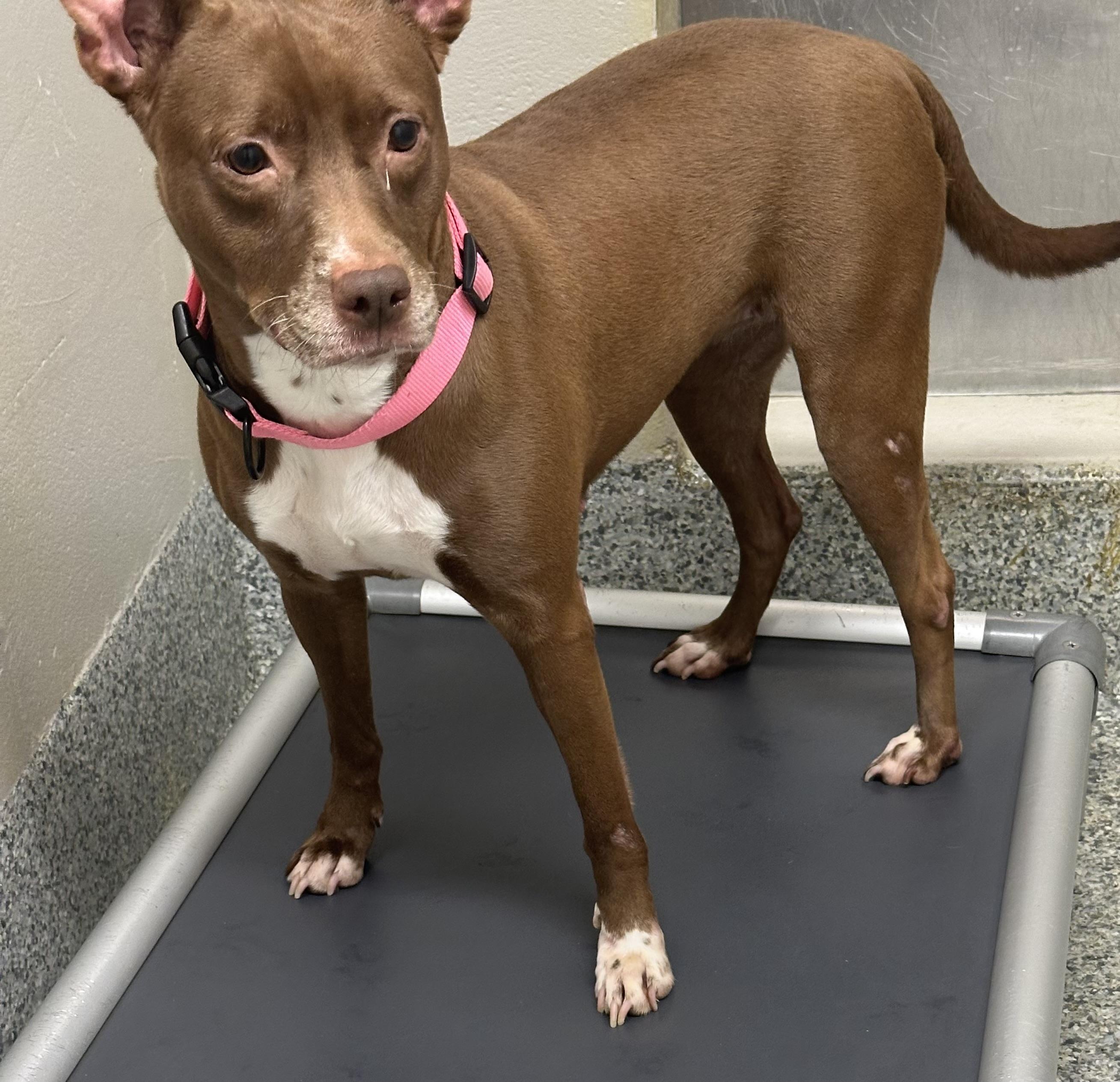 Diamond (ID 49033/3705)