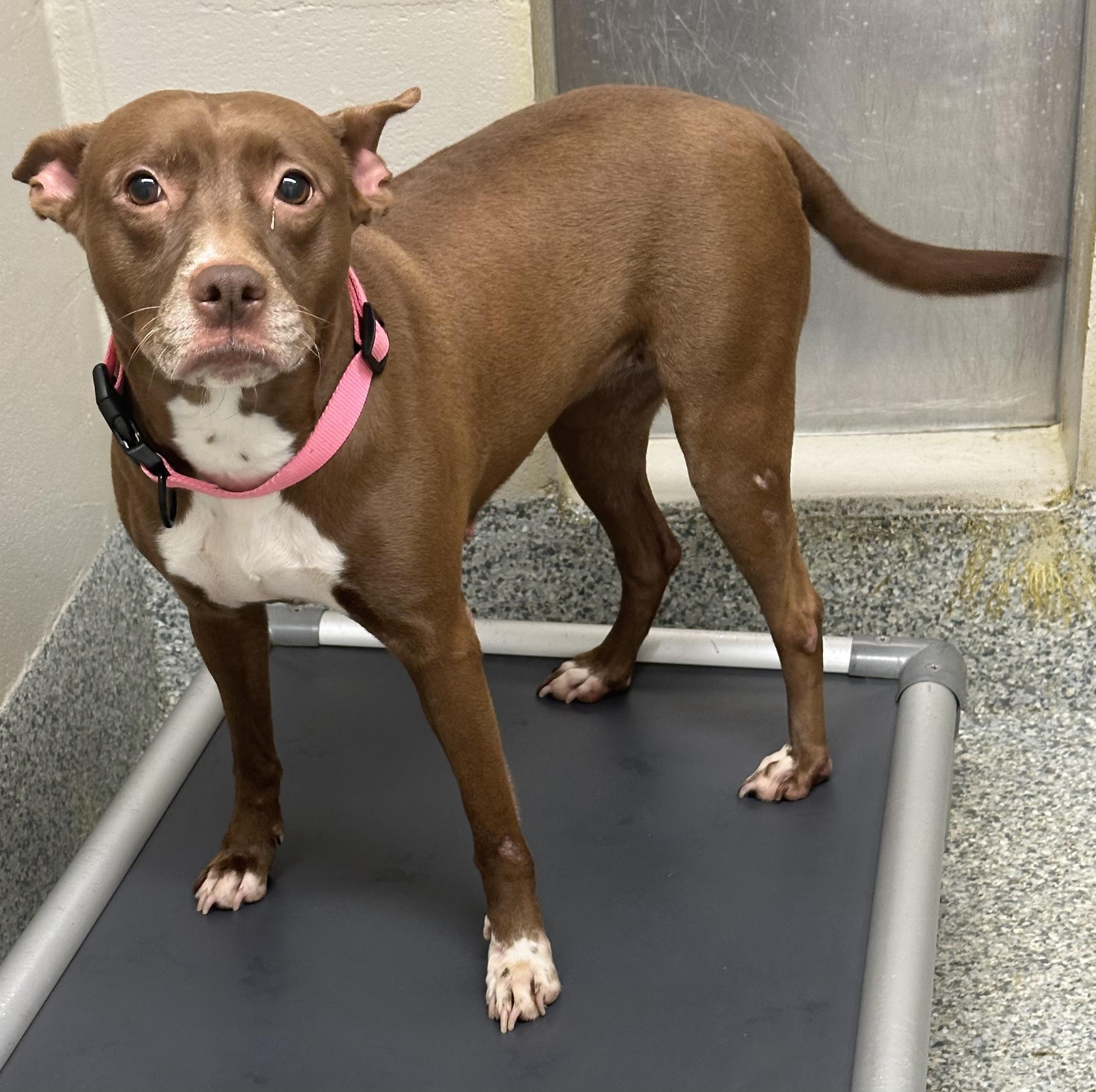 Diamond (ID 49033/3705)