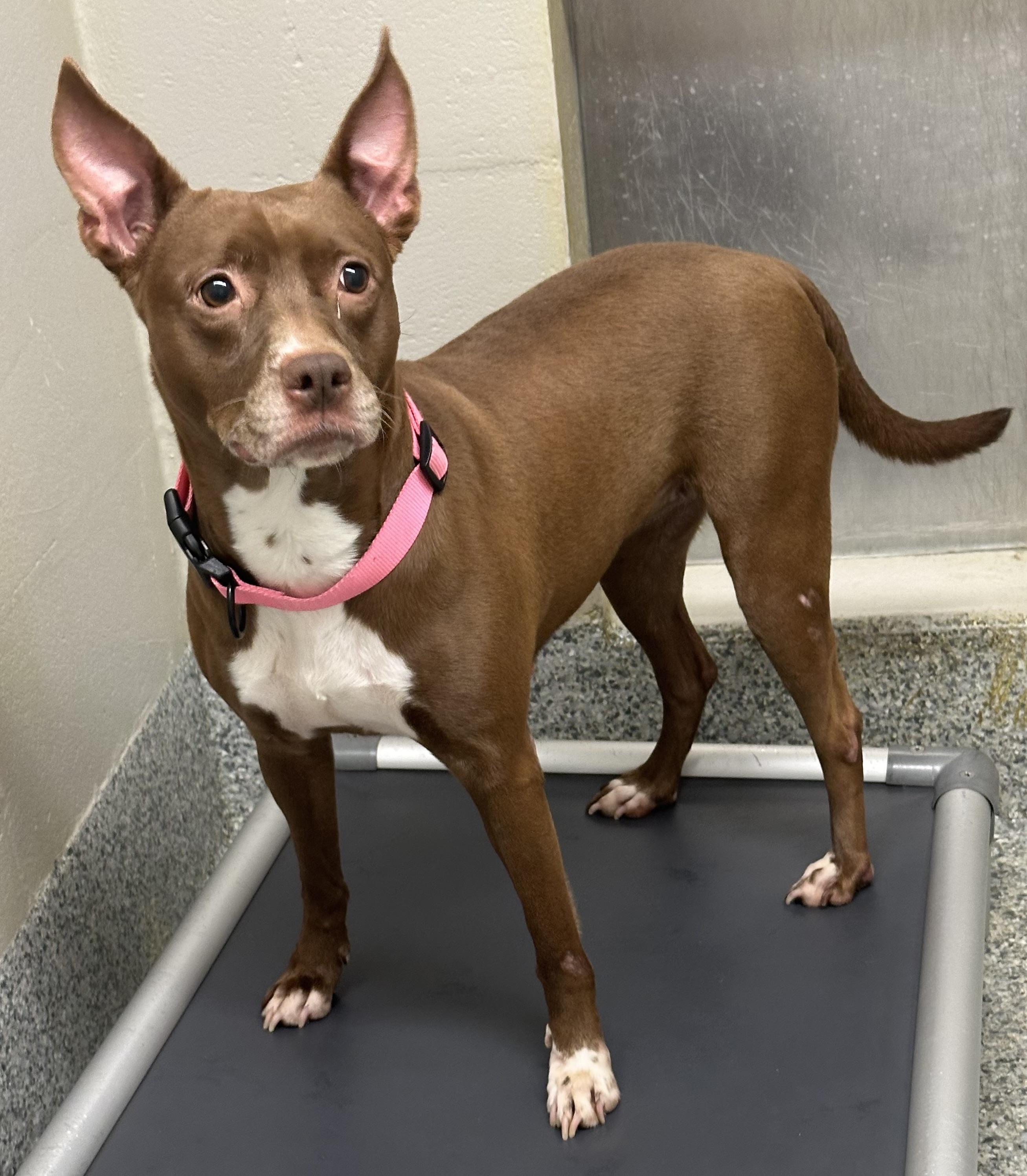 Diamond (ID 49033/3705)