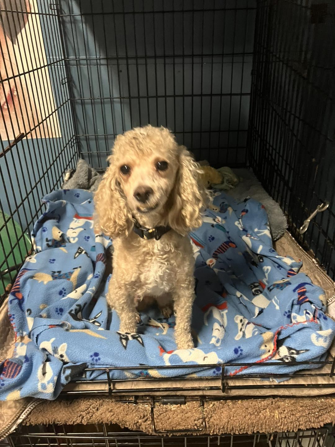 Teddy, a ADOPTABLE Poodle (Toy) in Smithville, MO image 1/3
