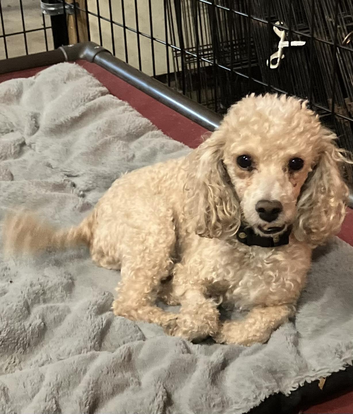 Teddy, a ADOPTABLE Poodle (Toy) in Smithville, MO image 2/3