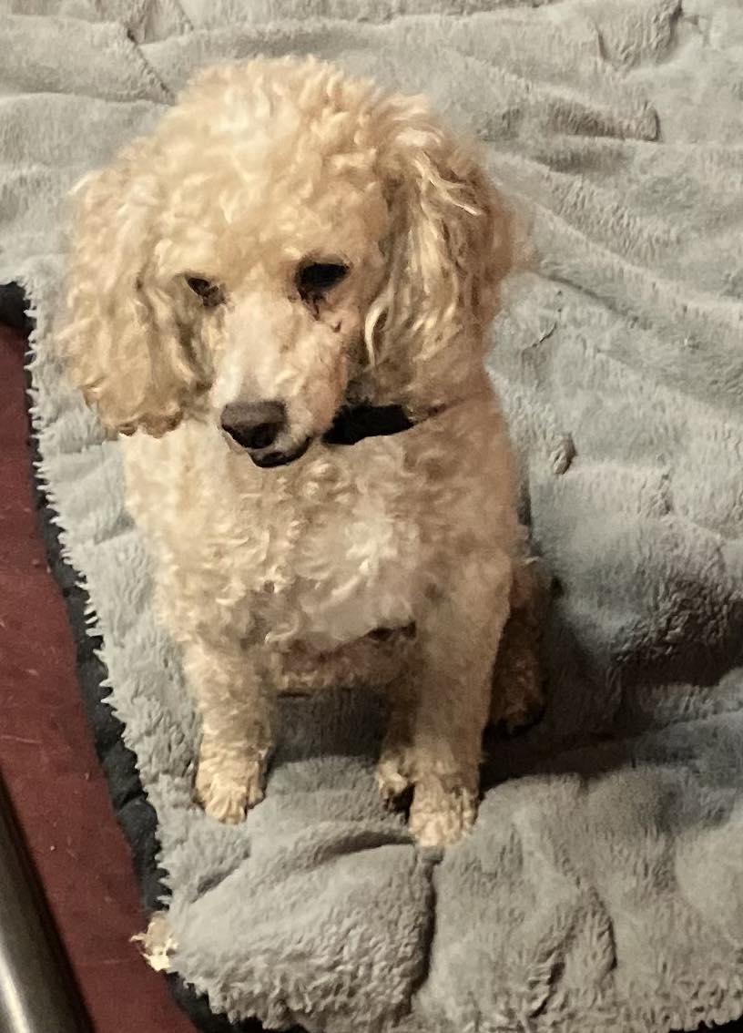 Teddy, a ADOPTABLE Poodle (Toy) in Smithville, MO image 3/3