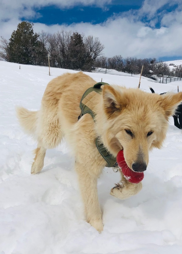 Topher, a Adopted White German Shepherd in Kamas, UT image 1/2