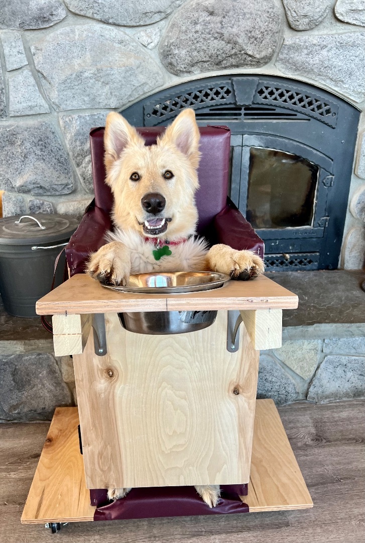Topher, a Adopted White German Shepherd in Kamas, UT image 2/2