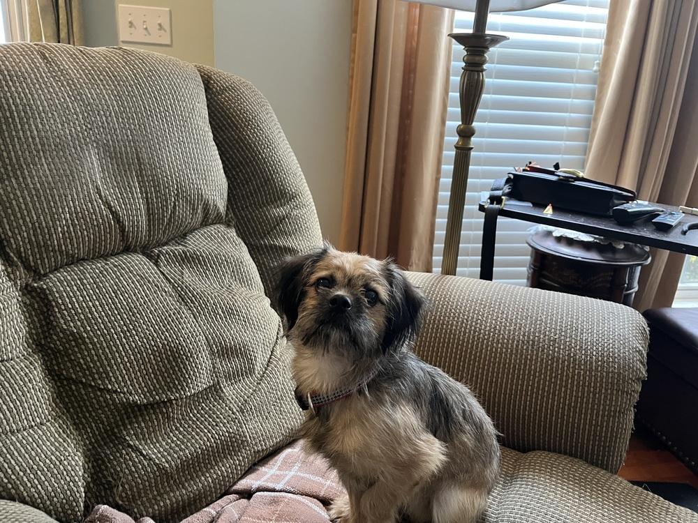 Brownie (25-159 D), a Adoptable mixed breed in Lansing, MI image 1/3