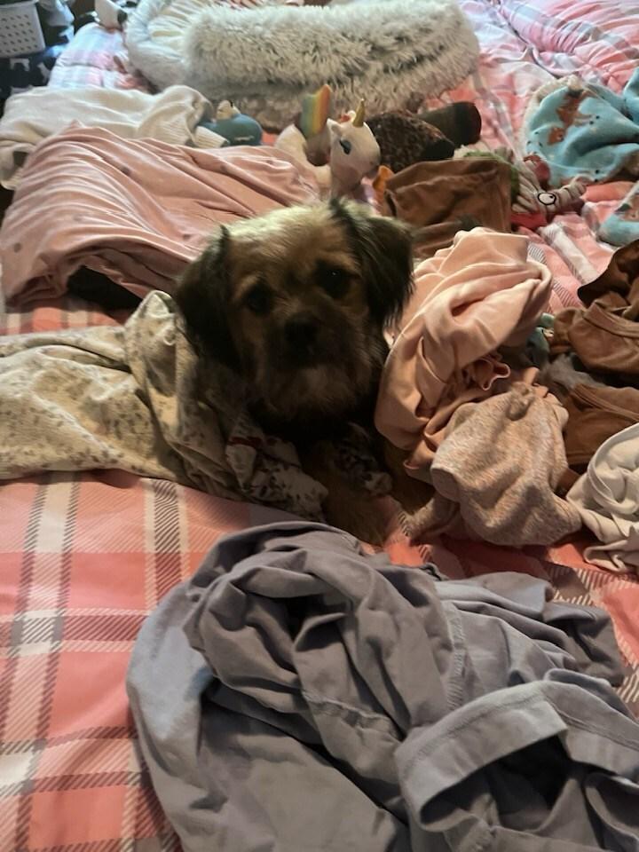 Brownie (25-159 D), a Adoptable mixed breed in Lansing, MI image 2/3